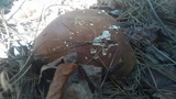 Xanthoconium purpureum image