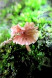 Mycena corticola image