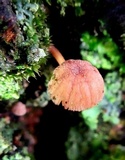 Mycena corticola image
