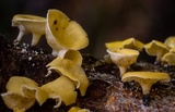 Lachnellula calyciformis image