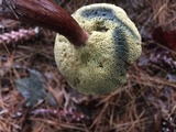Imleria badia image