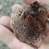 Coltricia montagnei var. greenei image