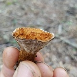 Coltricia montagnei var. greenei image