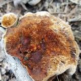 Coltricia montagnei var. greenei image