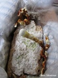 Ganoderma resinaceum image