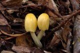 Bolbitius vitellinus image