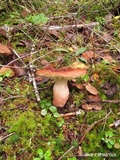Russula sanguinaria image