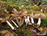 Lyophyllum decastes image