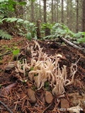 Alloclavaria purpurea image