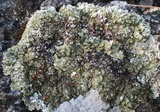 Squamarina cartilaginea var. cartilaginea image