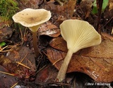 Ampulloclitocybe clavipes image