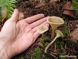Ampulloclitocybe clavipes image