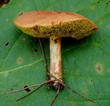 Xerocomus hemixanthus image