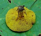 Xerocomus hemixanthus image