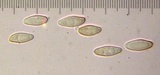 Xerocomus hemixanthus image