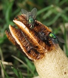 Lysurus cruciatus image