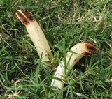 Lysurus cruciatus image