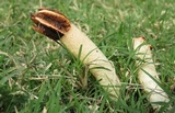 Lysurus cruciatus image