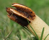 Lysurus cruciatus image