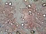 Inocybe rimosa image