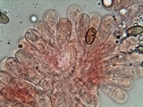 Inocybe rimosa image