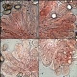 Inocybe rimosa image