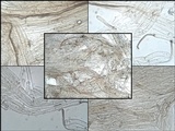 Inocybe rimosa image