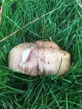 Suillus brevipes image