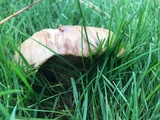 Suillus brevipes image