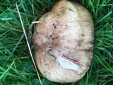 Suillus brevipes image