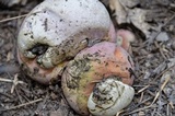 Rubroboletus eastwoodiae image
