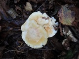 Tricholoma sulphurescens image