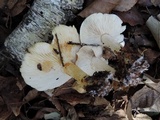 Tricholoma sulphurescens image