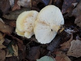 Tricholoma sulphurescens image