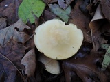 Tricholoma sulphurescens image