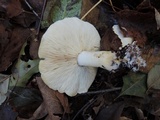 Tricholoma sulphurescens image