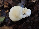 Tricholoma sulphurescens image