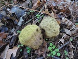 Calvatia bovista image