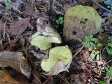 Calvatia bovista image