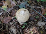 Calvatia bovista image