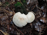 Clitocybe candida image