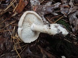 Clitocybe candida image