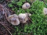 Tricholoma portentosum image