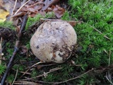 Tricholoma portentosum image