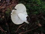 Tricholoma portentosum image