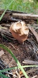 Clavariadelphus truncatus image