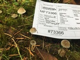 Mycena clavicularis image