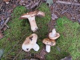 Russula compacta image
