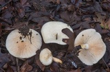 Lactarius maculatipes image