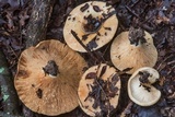 Lactarius maculatipes image